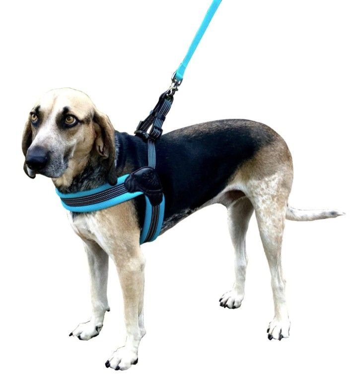 Sporn Easy Fit Dog Harness Blue l